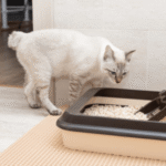 Tired of Litter Everywhere? Here Are the Best Non-Tracking Cat Litter Options