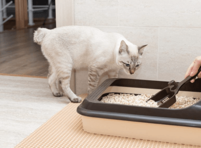 Tired of Litter Everywhere? Here Are the Best Non-Tracking Cat Litter Options